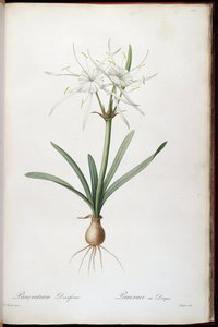 Hymenocallis rotata von Pierre Joseph Redouté